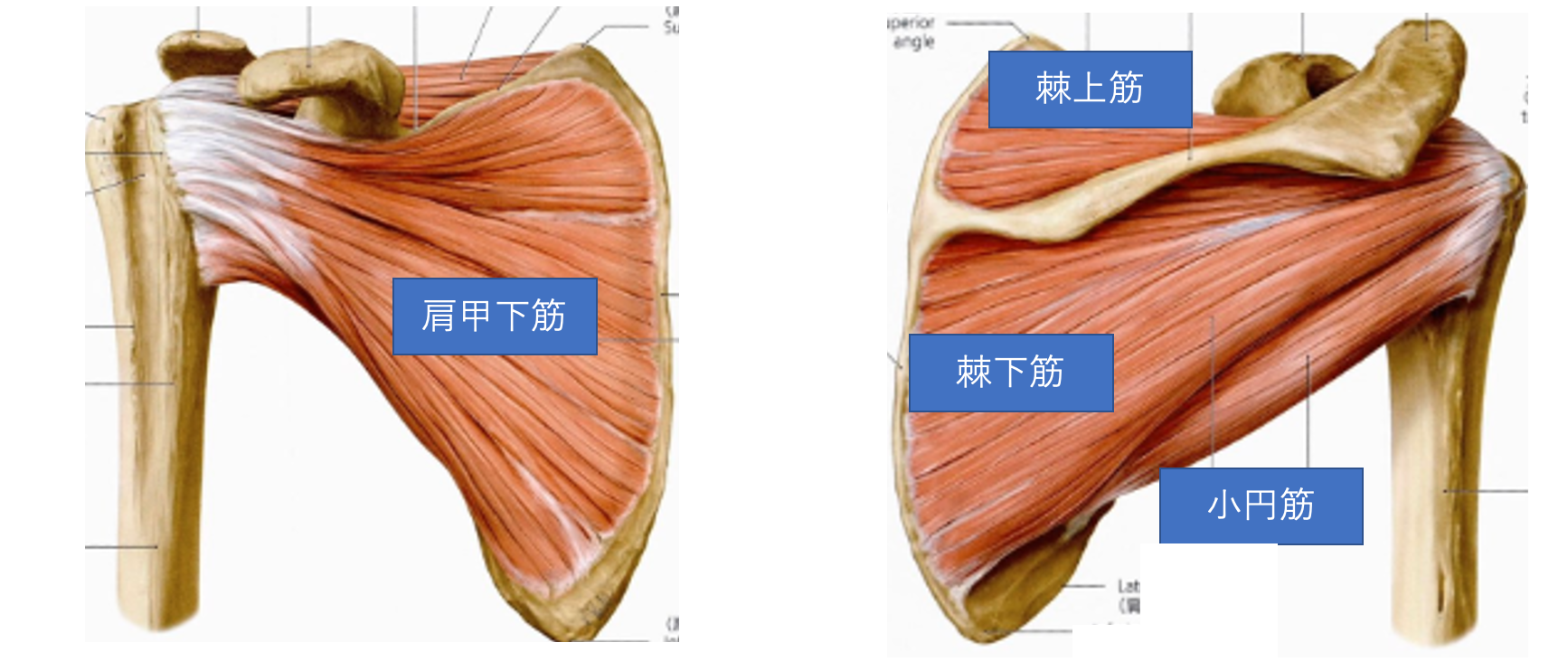 回旋筋腱板の説明